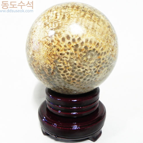 산호화석(구)