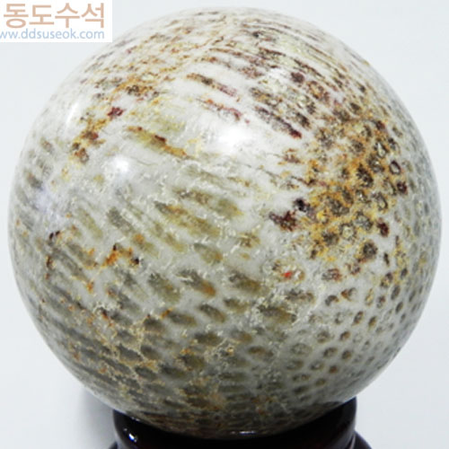 산호화석(구)
