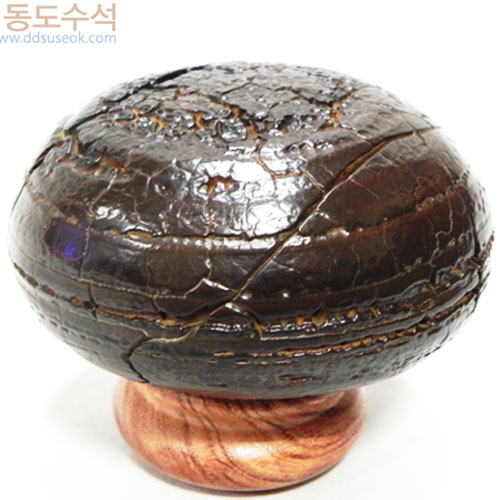 구갑석