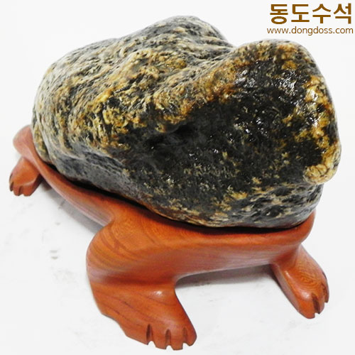 황금너구리
