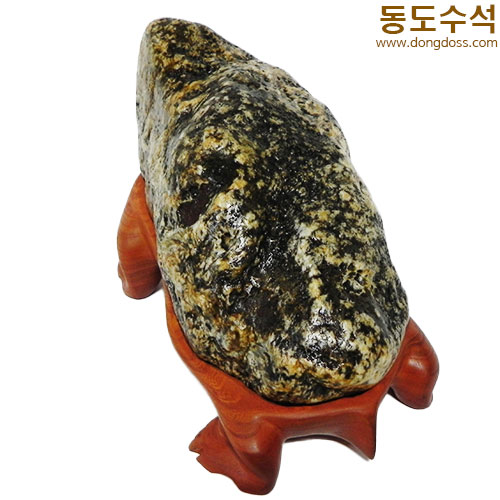 황금너구리