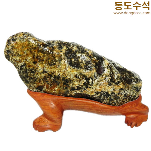황금너구리
