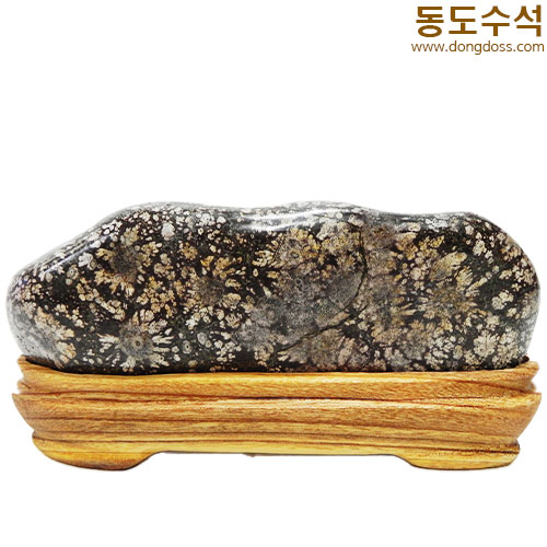 분홍소국화
