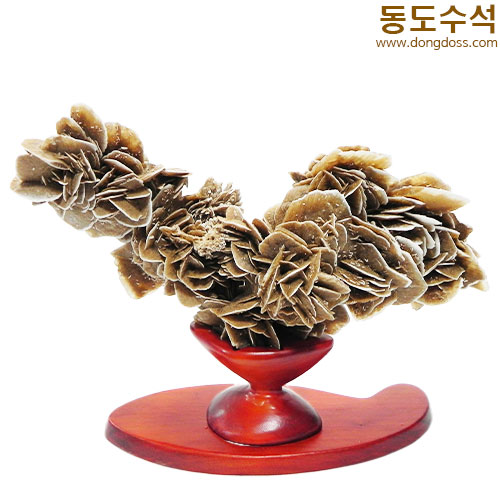 장미석화석