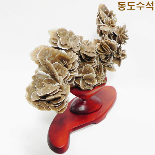 장미석화석